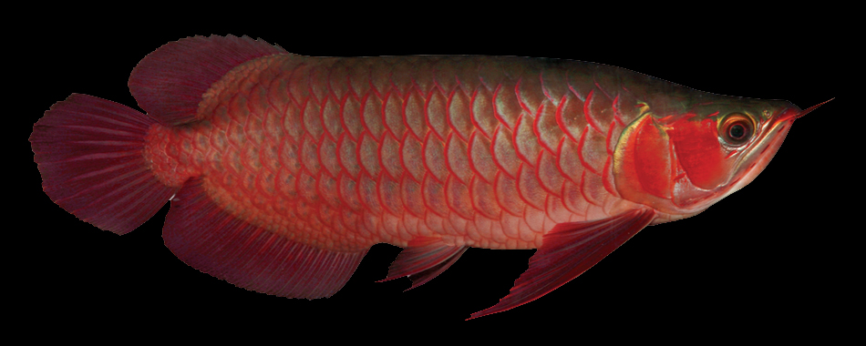 Chilli Red Arowana-Small.jpg